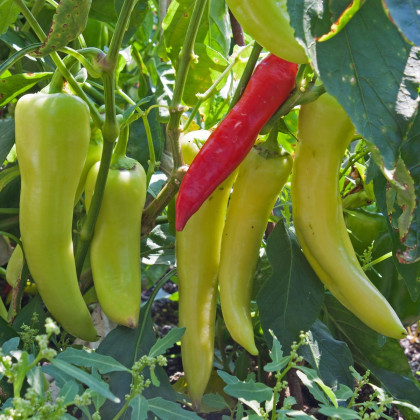 BIO Paprika Sweet Banana - Capsicum annuum - bio semená papriky - 8 ks