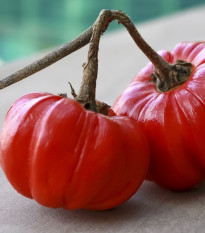 Okrasný baklažán Goyo - Solanum melongena - semená baklažánu - 10 ks