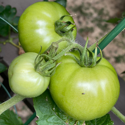 BIO Paradajka White Beauty - Solanum lycopersicum - bio semená paradajky - 7 ks