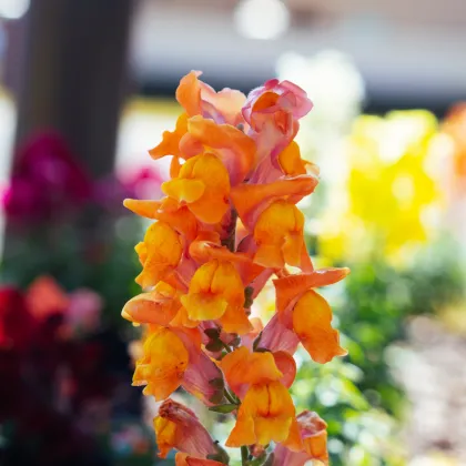 Papuľka väčšia oranžová - Antirrhinum majus - semená papuľky - 20 ks