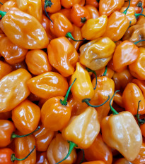 Chilli Bhut Jolokia oranžové – Capsicum chinense – semená chilli – 5 ks