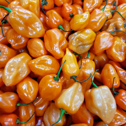 Chilli Bhut Jolokia oranžové – Capsicum chinense – semená chilli – 5 ks