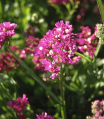 Limonka chobotnatá fialová - Limonium sinuatum - semená limonky - 30 ks