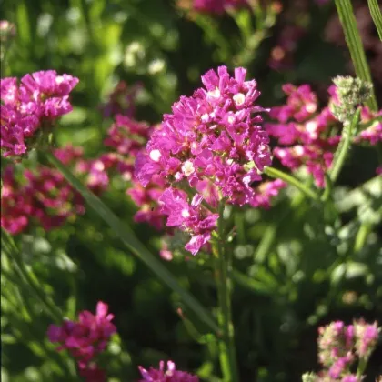 Limonka chobotnatá fialová - Limonium sinuatum - semená limonky - 30 ks