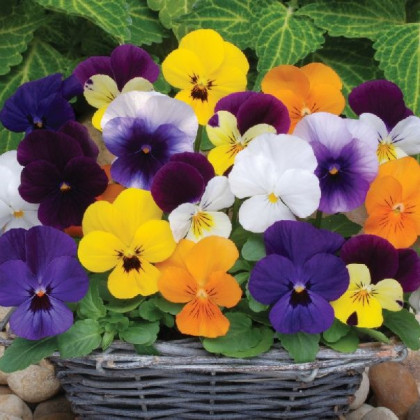Violka rohatá Sorbet XP zmes - Viola cornuta - semená fialky - 20 ks
