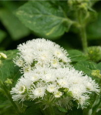 Agerát americký White Mountain - Ageratum houstonianum - semená ageráta - 30 ks