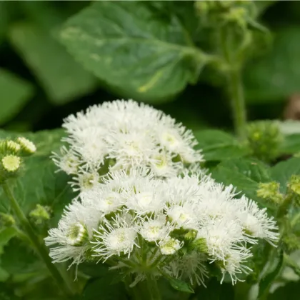 Agerát americký White Mountain - Ageratum houstonianum - semená ageráta - 30 ks