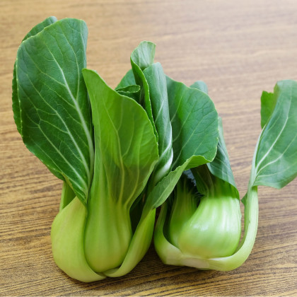 Pak Choi Shanghai – Brassica rapa chinensis – semená pak choi – 200 ks