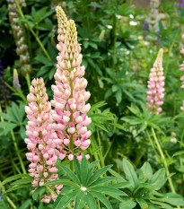 Lupina mnoholistá Russel Schlossfrau rosa - Lupinus polyphyllus - semená lupiny - 30 ks