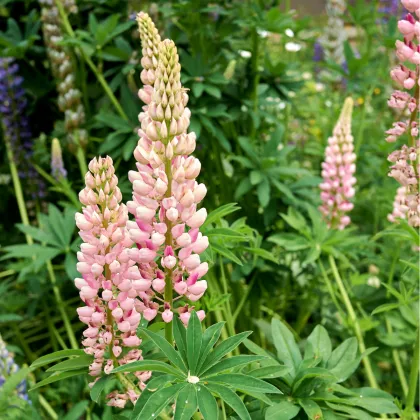 Lupina mnoholistá Russel Schlossfrau rosa - Lupinus polyphyllus - semená lupiny - 30 ks