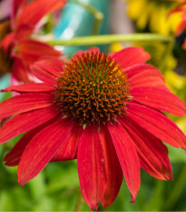 Strapatkovka Red Magnus - Echinacea - voľnokorenné sadenice strapatkovky - 1 ks