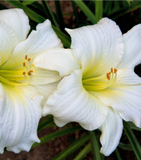 Denivka White Temptation - Hemerocallis - hľuzy denivky - 1 ks