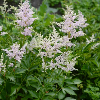 Astilba Peaches and Cream - Astilbe - predaj semien - 1 ks