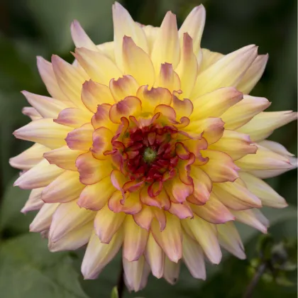 Georgína Monet - Dahlia - hľuzy georgín - 1 ks