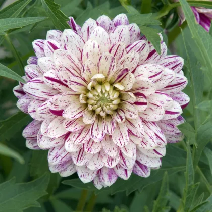 Georgína Smokey - Dahlia - hľuzy georgín - 1 ks