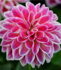 Georgína Onesta - Dahlia - hľuzy georgín - 1 ks