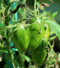 BIO Paradajka Green Tiger - Solanum lycopersicum - bio semená paradajky - 7 ks