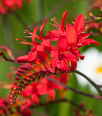 Montbrécia Lucifer - Crocosmia - hľuzy kroksomie - 4ks