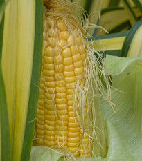 BIO Kukurica cukrová Golden Bantam - Zea mays - semená kukurice - 16 ks - Zea mays - semená kukurice - 16 ks