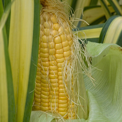 BIO Kukurica cukrová Golden Bantam - Zea mays - semená kukurice - 16 ks - Zea mays - semená kukurice - 16 ks