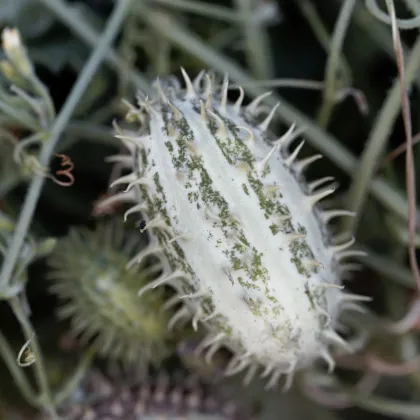 Uhorka okrasná africká - Cucumis africanus - semená uhorky - 6 ks