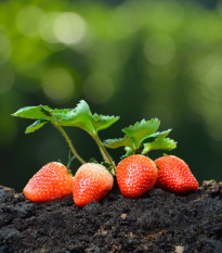 Jahody Honeyo - Fragaria ananassa - voľnokorenné sadenice jahôd - 5 ks