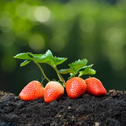 Jahody Honeyo - Fragaria ananassa - voľnokorenné sadenice jahôd - 5 ks