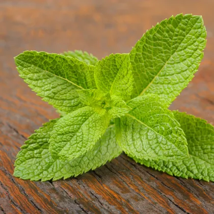 BIO Mäta klasnatá - Mentha viridis - bio semená mäty - 25 ks