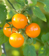 Paradajka Yoney F1- Solanum lycopersicum - semená paradajok - 6 ks