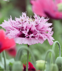 Mak okrasný Lilac Pompon - Papaver somniferum - semená maku - 200 ks