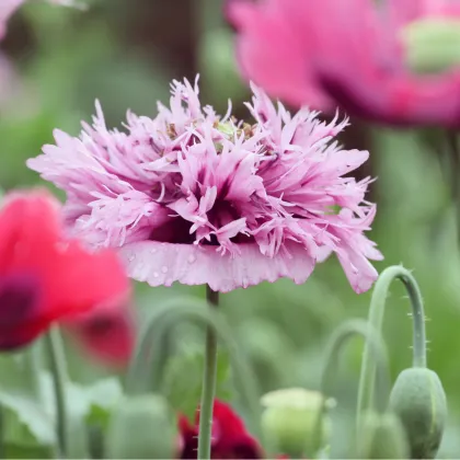 Mak okrasný Lilac Pompon - Papaver somniferum - semená maku - 200 ks