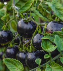 BIO Paradajka Indigo Rose - Solanum lycopersicum - semená paradajok - 7 ks