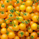 BIO Paradajka Tom Yellow - Solanum lycopersicum - bio semená paradajky - 7 ks