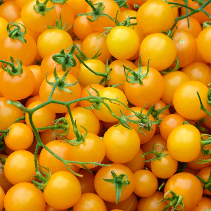 BIO Paradajka Tom Yellow - Solanum lycopersicum - bio semená paradajky - 7 ks