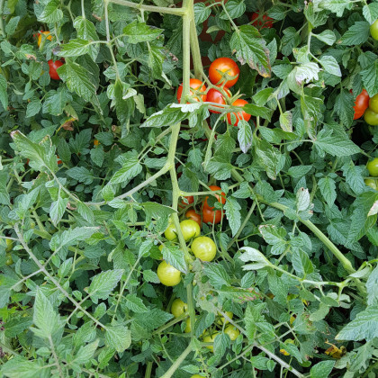 BIO Paradajka Primabella PhR - Solanum lycopersicum - semená paradajok - 8 ks