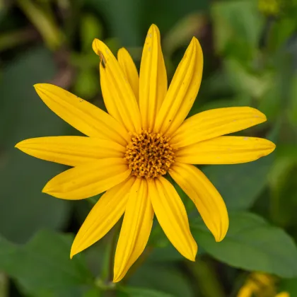 Topinambur červený Violet de Rennes - Helianthus tuberosus - voľnokorenné sadenice topinamburu - 1 ks