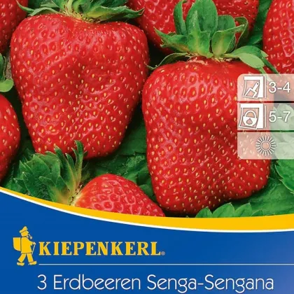 Jahoda Senga - Fragaria ananassa - voľnokorenné sadenice jahôd - 3 ks