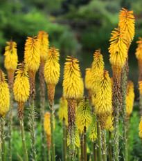 Mnohokvet Minister Verschuur - Kniphofia - voľnokorenné sadenice mnohokvetu - 1 ks