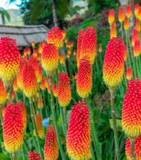 Mnohokvet červeno-žltý - Kniphofia - Kleopatrina ihla - voľnokorenné sadenice mnohokvetov - 1 ks