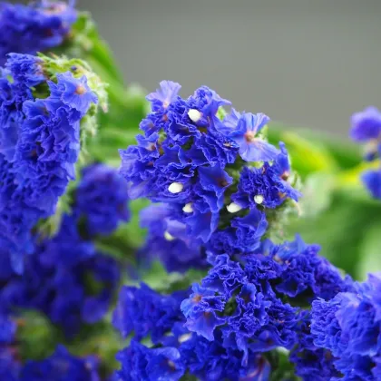 Limonka chobotnatá tmavomodrá - Limonium sinuatum - semená limonky - 30 ks