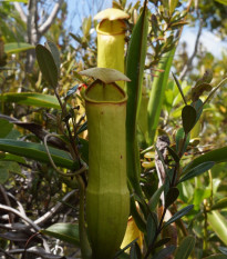 Krčiažnik madagaskarský - Nepenthes madagascariensis - semená krčiažnika - 10 ks