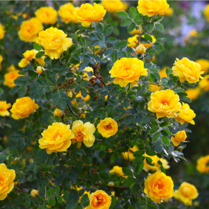 Ruža záhonová žltá - Rosa - voľnokorenné sadenice ruží - 1 ks