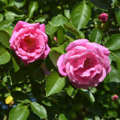 Ruža záhonová tmavoružová - Rosa - voľnokorenné sadenice ruží - 1 ks
