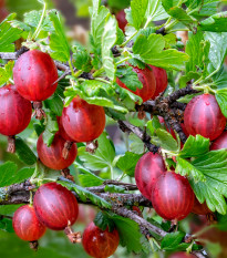 Egreš červený - Ribes uva-crispa - voľnokorenné sadenice egrešov - 1 ks