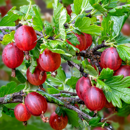 Egreš červený - Ribes uva-crispa - voľnokorenné sadenice egrešov - 1 ks