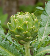 BIO Artičoka Green Globe - Cynara scolymus - bio semená artičoky - 10 ks