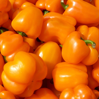 Paprika Snack Orange - Capsicum annuum - semená paprík - 6 ks