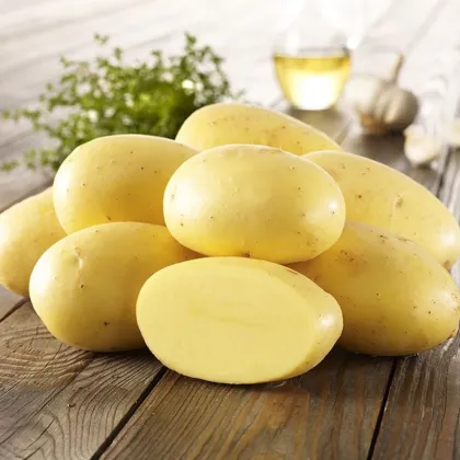 Sadbové zemiaky Agria - Solanum tuberosum - Kiepenkerl - 10 ks