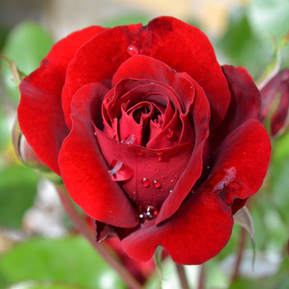 Ruža veľkokvetá kríčková červená - Rosa - voľnokorenné sadenice ruží - 1 ks