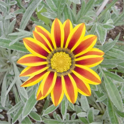 Gazánia Siesta Yellow Flame - Gazania rigens - semená gazánia - 20 ks